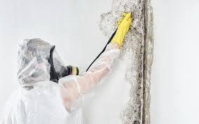  Woodway, TX Mold Prevention & Removal Pros